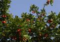 Syzygium samarangense